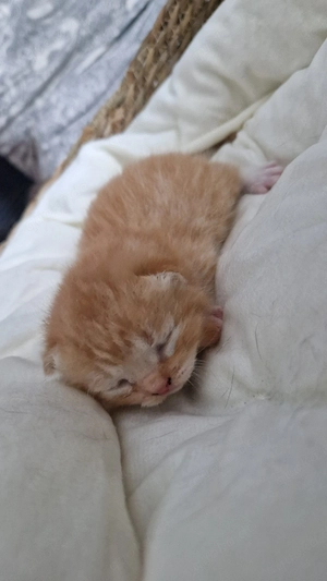 bkh ragdoll mix junge sucht