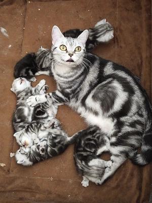 Wunderschöne BKH Kitten 