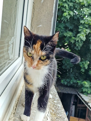 katzen weibchen