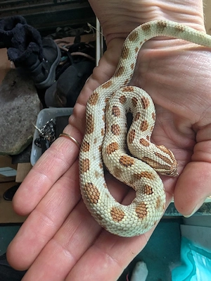 Conda het sunburst, 1.0 heterodon nasicus 