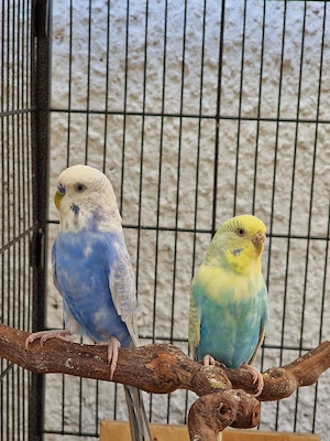 wellensittich pärchen abzugeben