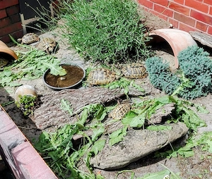 Griechische Landschildkröten