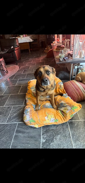 schäferhund rotweiler mischling