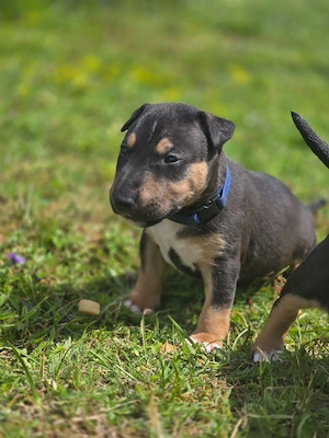 Miniatur Bullterrier Welpen 