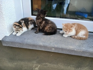 Junge Katzen abzugeben