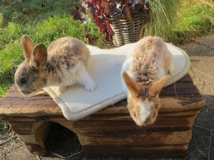 Ganz unterschiedlich gezeichnete, neugierige Kleinrex Zwergkaninchen mit rassebedingt samtigem Fell