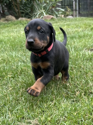 Dobermann Welpen 