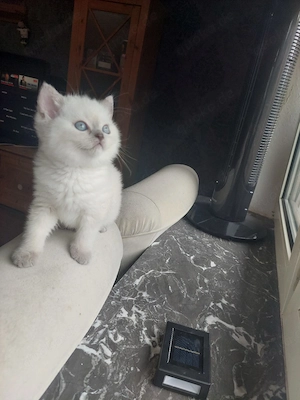 bkh Babys Katze    
