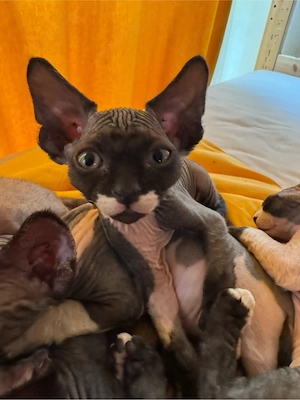 Velour-Sphynx-Mischlings Kitten 