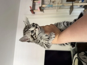 Kitten sucht ein liebevolles neues Zuhause