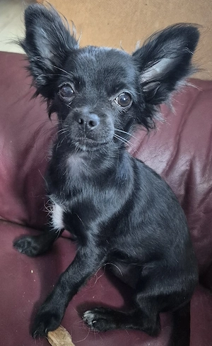 Chihuahuamädel an Liebhaber