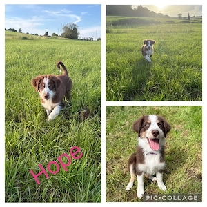 Mini Aussie Welpen