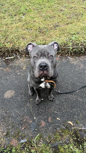 American staffordshire 