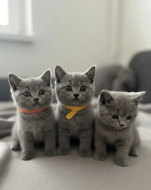 Wunderschöne BKH Kitten abzugeben. Reservierung ab sofort möglich!