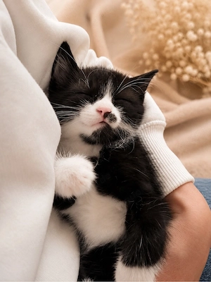 Kitten (w) sucht verantwortungsbewusstes Zuhause