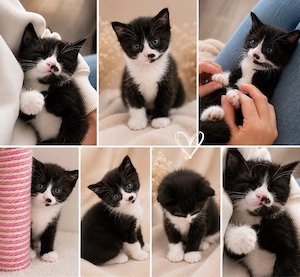 Kitten (w) sucht verantwortungsbewusstes Zuhause