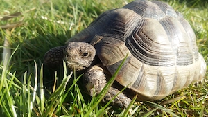 Breitrandschildkröten Testudo Marginata Nachzuchten 