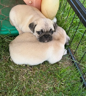 Mops Welpen 