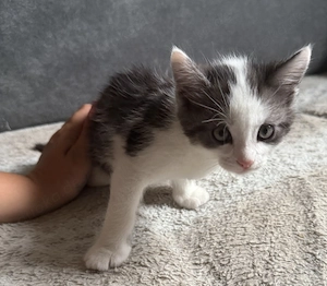 Süßer 9 Wochen alter Kater sucht sein Zuhause für immer 