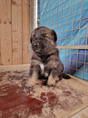 Schäferhund Mix Welpen