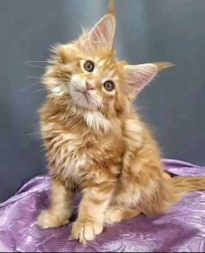 Rote und orangefarbene Maine-Coon-Kätzchen.