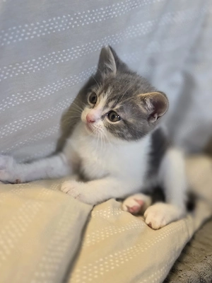 Kater sucht liebevolles Zuhause 