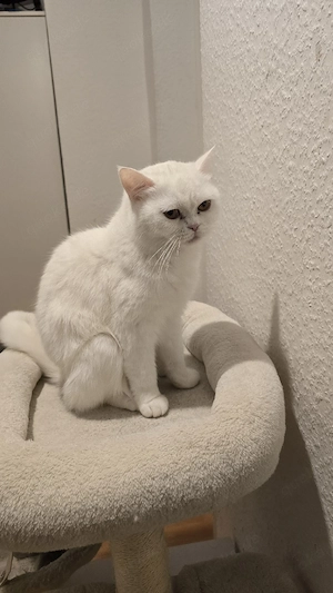Wunderschöne Britisch Kurzhaar Katze (BKH) in liebevolle Hände abzugeben