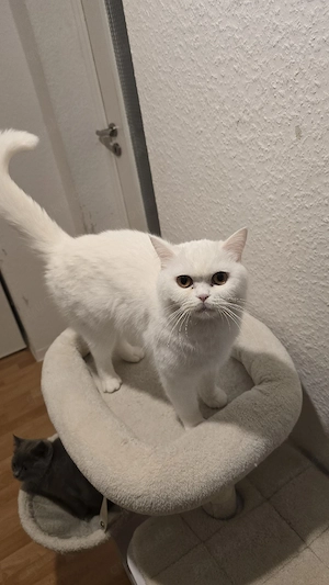 Wunderschöne Britisch Kurzhaar Katze (BKH) in liebevolle Hände abzugeben