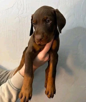 Dobermann-Welpen