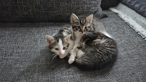 Süße Katzenbabys suchen ihr neues Zuhause