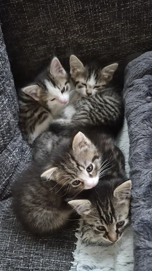 Süße Katzenbabys suchen ihr neues Zuhause
