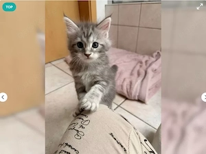 Reinrassige Main Coon