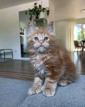 Zwei entzückende Maine-Coon-Kätzchen, ein männliches und ein weibliches.