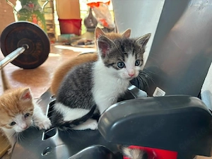 Hauskatze Welpen