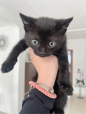 Baby Kätzchen schwarz