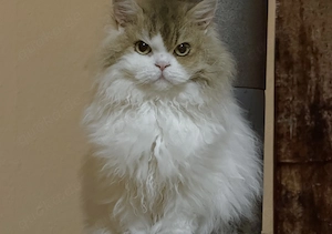 Selkirk Rex Brown tabby + white Dringend ! 