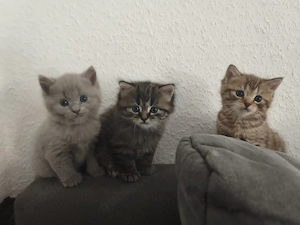 bkh main coon kitten 