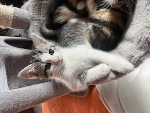        Niedliche Kitten suchen ein neues, liebevolles Zuhause 