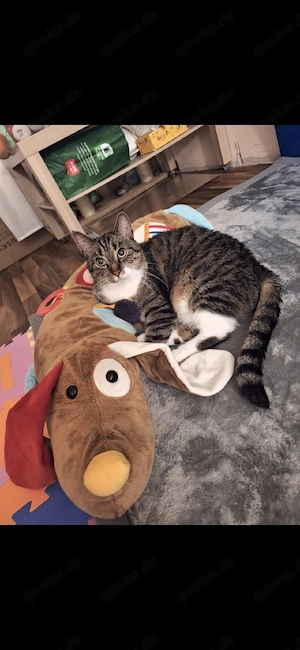 Kater sucht Ruhiges Heim