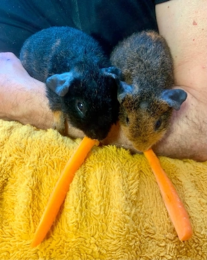 Skinny Pig Meerschweinchen
