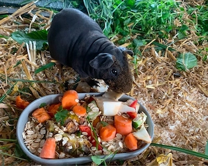 Skinny Pig Meerschweinchen