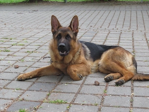 Schäferhund Rüde