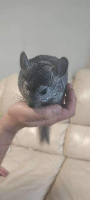 2 junge Chinchillas 4 Monate alt 