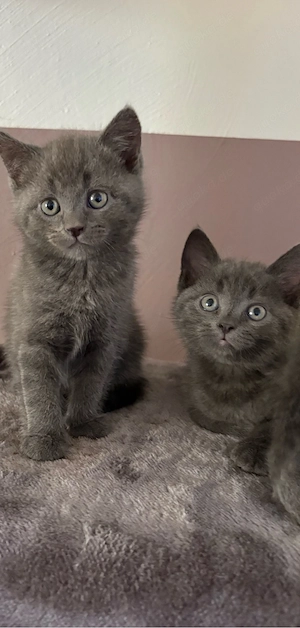 BKH Kitten Katzenbaby