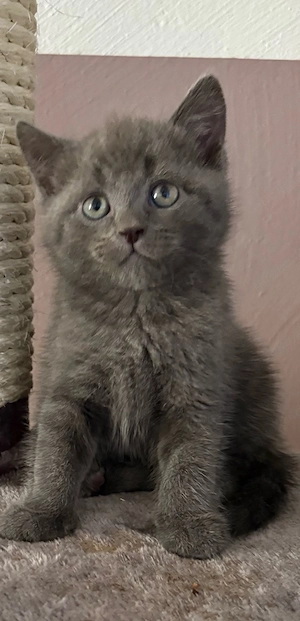 BKH Katzenbaby Katze