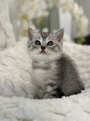 BKH Kitten,in schönen Farben ,abgabebereit 
