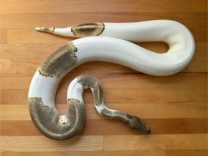 1.0 Python regius - Mojave Yellow Belly Piebald