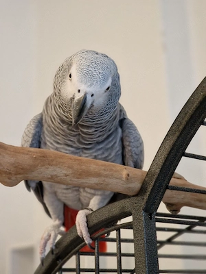 Graupapagei sucht neues zuhause 
