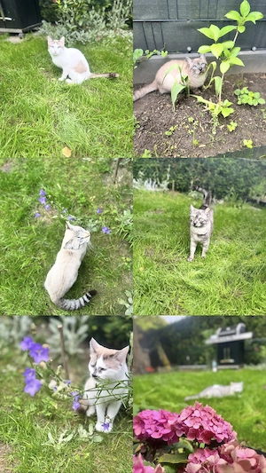 BKH Siamkatze   Kein Verkauf!!!