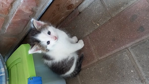 Katze geboren am 08.05.2026 